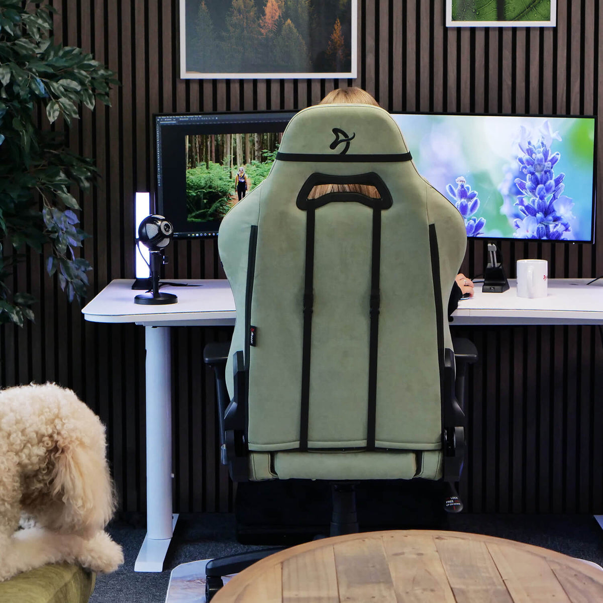 Person at desk in Arozzi Europe Torretta Supersoft chair, dog on couch, monitors, plant, photos.